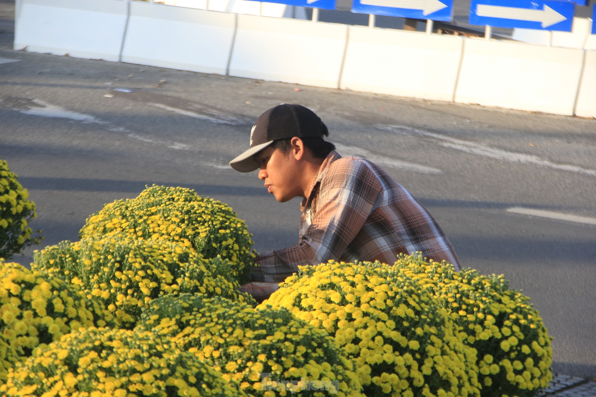 View - Cúc nở quá sớm, chủ vườn khóc ròng bán tháo trước Tết