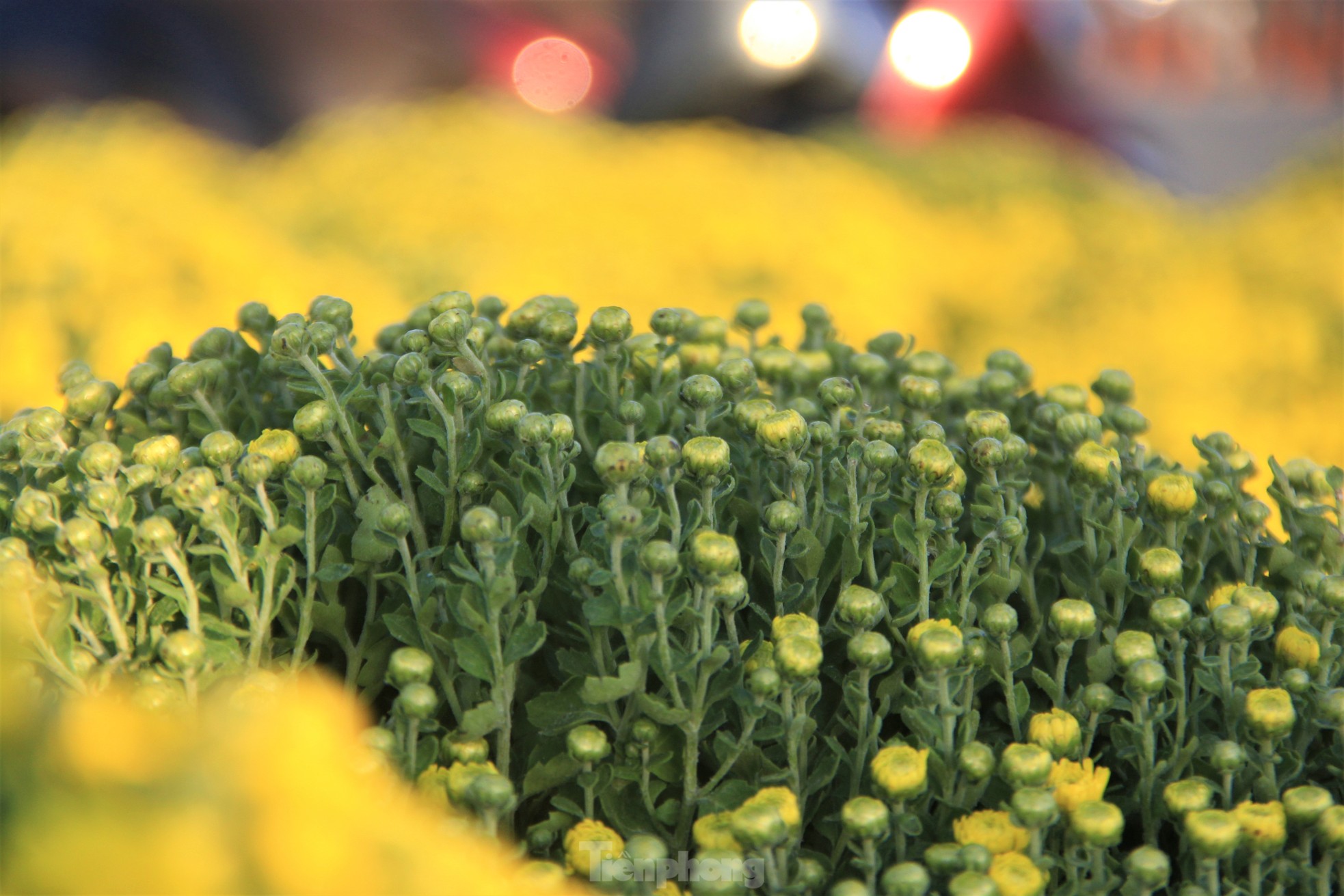 View - Cúc nở quá sớm, chủ vườn khóc ròng bán tháo trước Tết