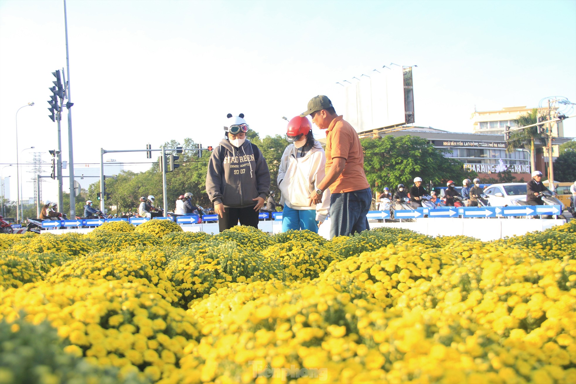 View - Cúc nở quá sớm, chủ vườn khóc ròng bán tháo trước Tết