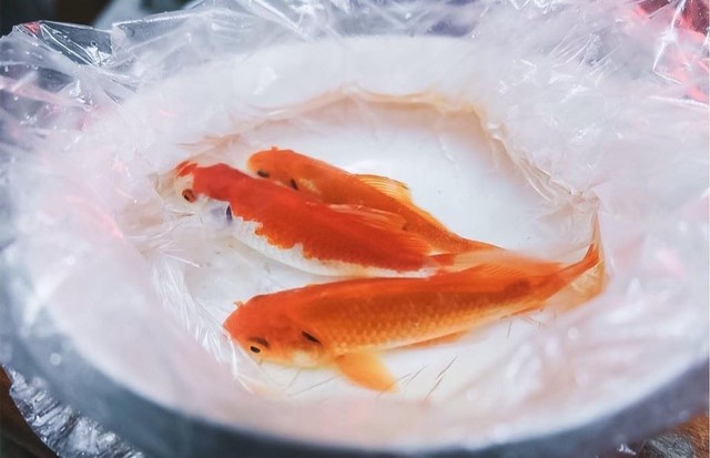 Cá cúng Ông Công Ông Táo có cần phải là cá thật? Dùng cá giả có sao không? Chuyên gia đưa ra câu trả lời - Ảnh 1.