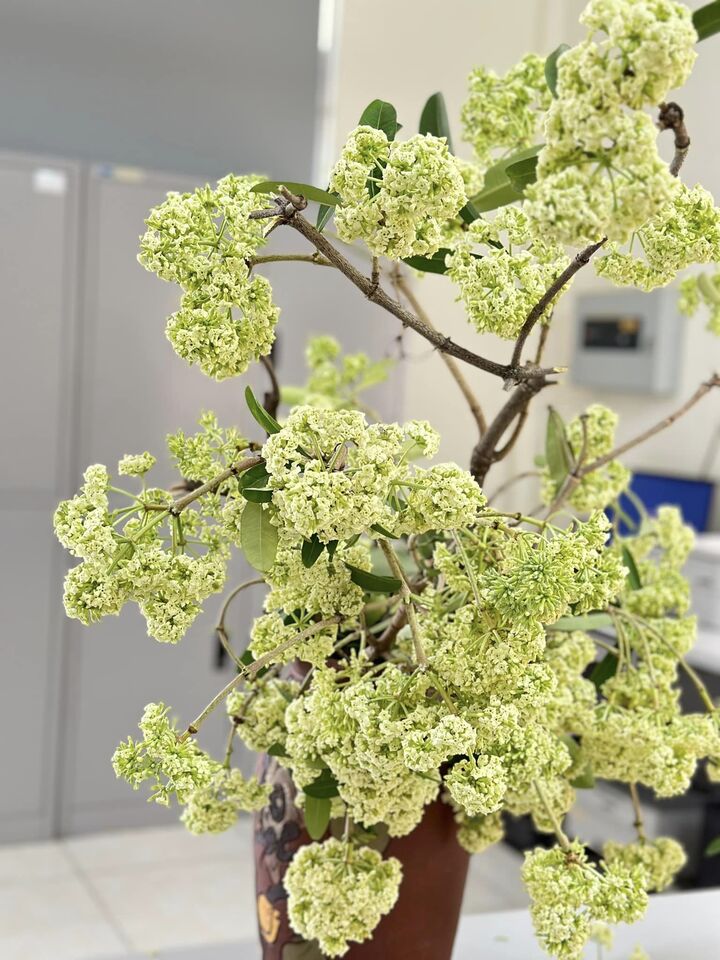 Thử cắm hoa sữa ở văn phòng, cô gái Hà Nội khiến đồng nghiệp 'sang chấn tâm lý'- Ảnh 4.
