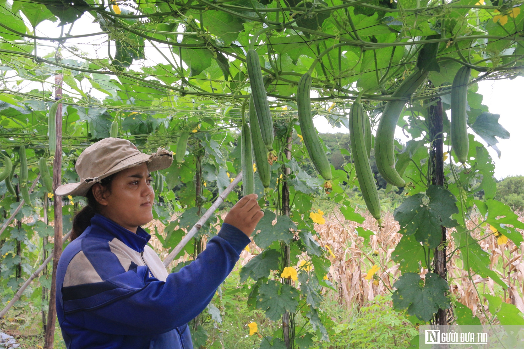 Biến thứ bỏ đi th&agrave;nh "si&ecirc;u phẩm", anh gi&aacute;m đốc trao cơ hội l&agrave;m gi&agrave;u cho nhiều n&ocirc;ng d&acirc;n- Ảnh 9.