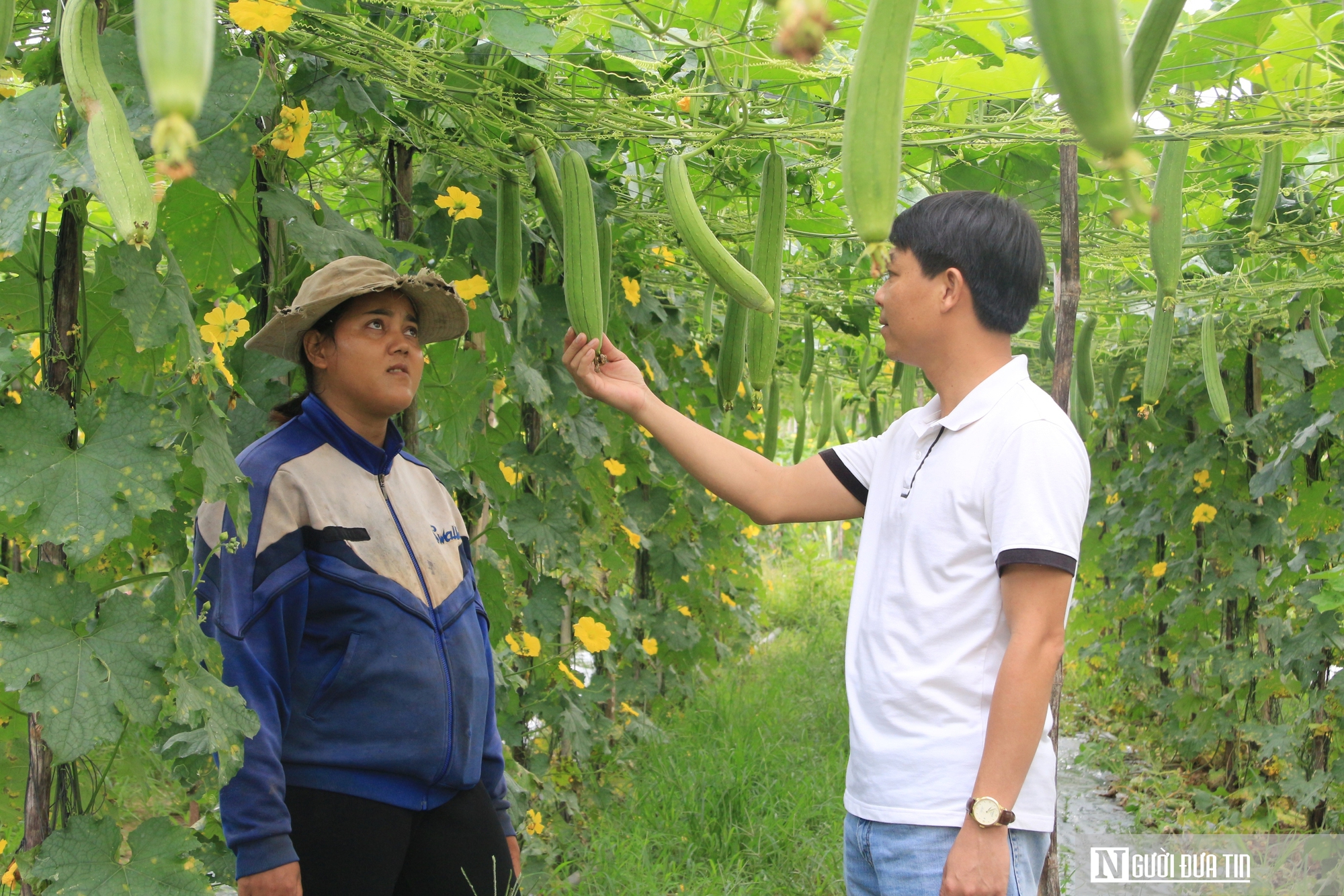 Biến thứ bỏ đi th&agrave;nh "si&ecirc;u phẩm", anh gi&aacute;m đốc trao cơ hội l&agrave;m gi&agrave;u cho nhiều n&ocirc;ng d&acirc;n- Ảnh 11.