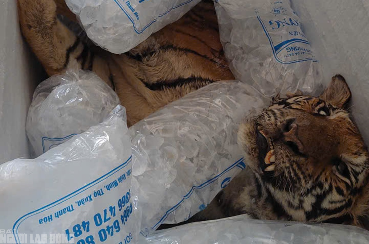 Hai con hổ chết ở trang trại nu&ocirc;i nhốt kh&ocirc;ng ph&eacute;p ở Thanh H&oacute;a- Ảnh 1.