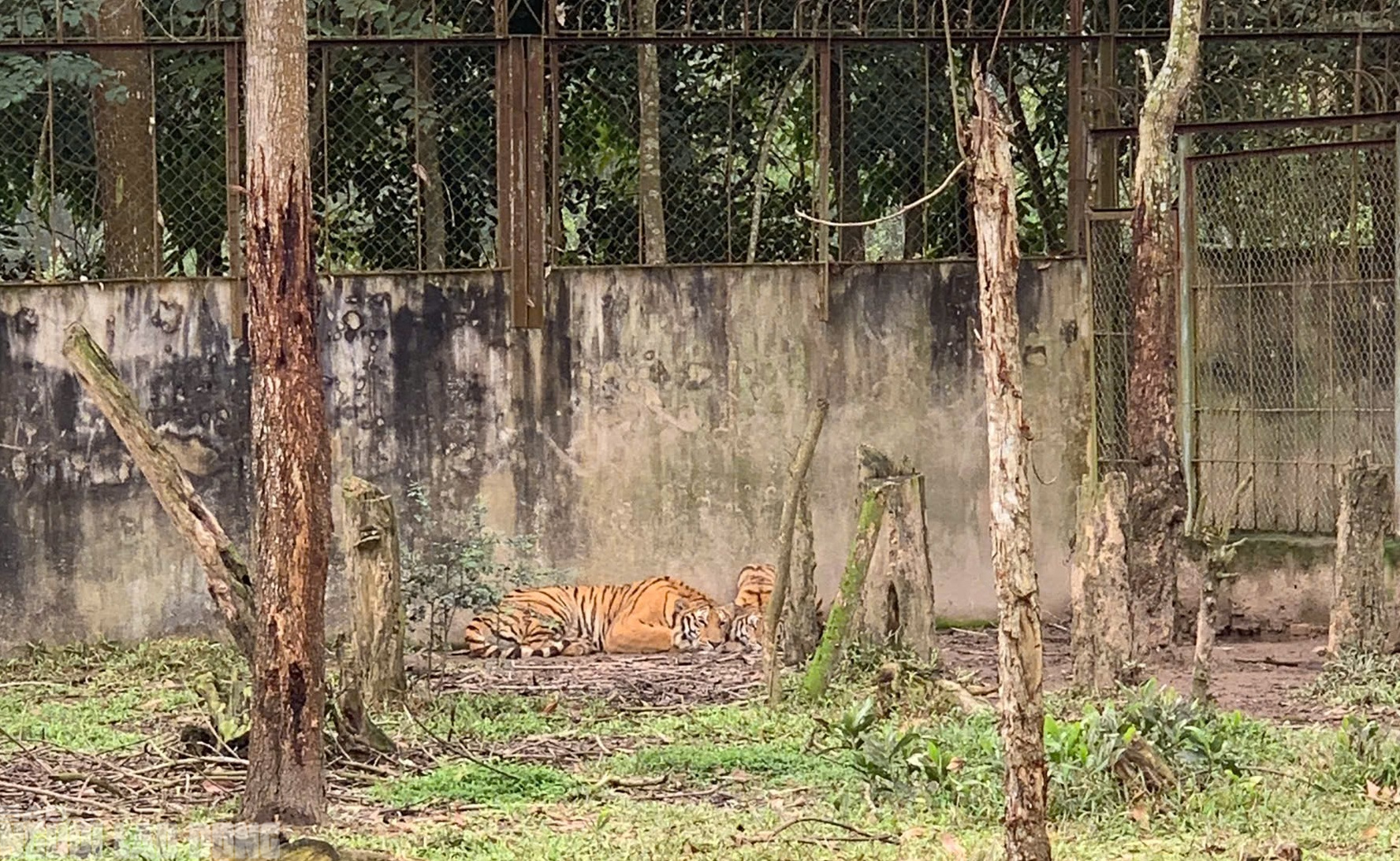 Hai con hổ chết ở trang trại nu&ocirc;i nhốt kh&ocirc;ng ph&eacute;p ở Thanh H&oacute;a- Ảnh 2.