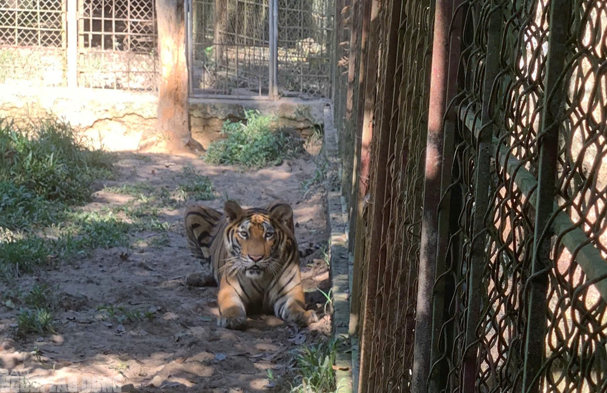 Hai con hổ chết ở trang trại nu&ocirc;i nhốt kh&ocirc;ng ph&eacute;p ở Thanh H&oacute;a- Ảnh 4.