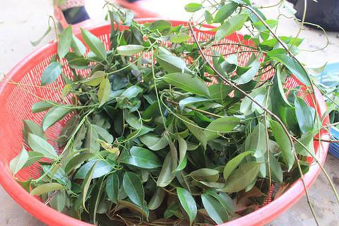 C&acirc;y mọc hoang khi xưa giờ th&agrave;nh đặc sản: Nấu với thịt tr&acirc;u thơm ngon, đậm đ&agrave;, ăn một lần l&agrave; m&ecirc;- Ảnh 1.