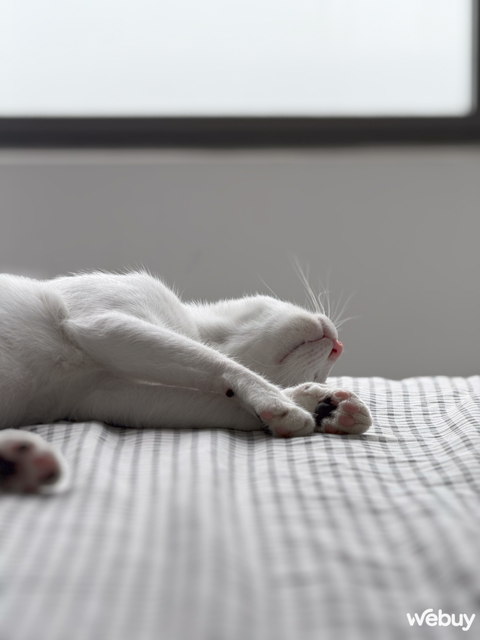 "Camera iPhone 16 Pro Max chẳng kh&aacute;c đời trước", thực tế sử dụng ra sao?- Ảnh 21.