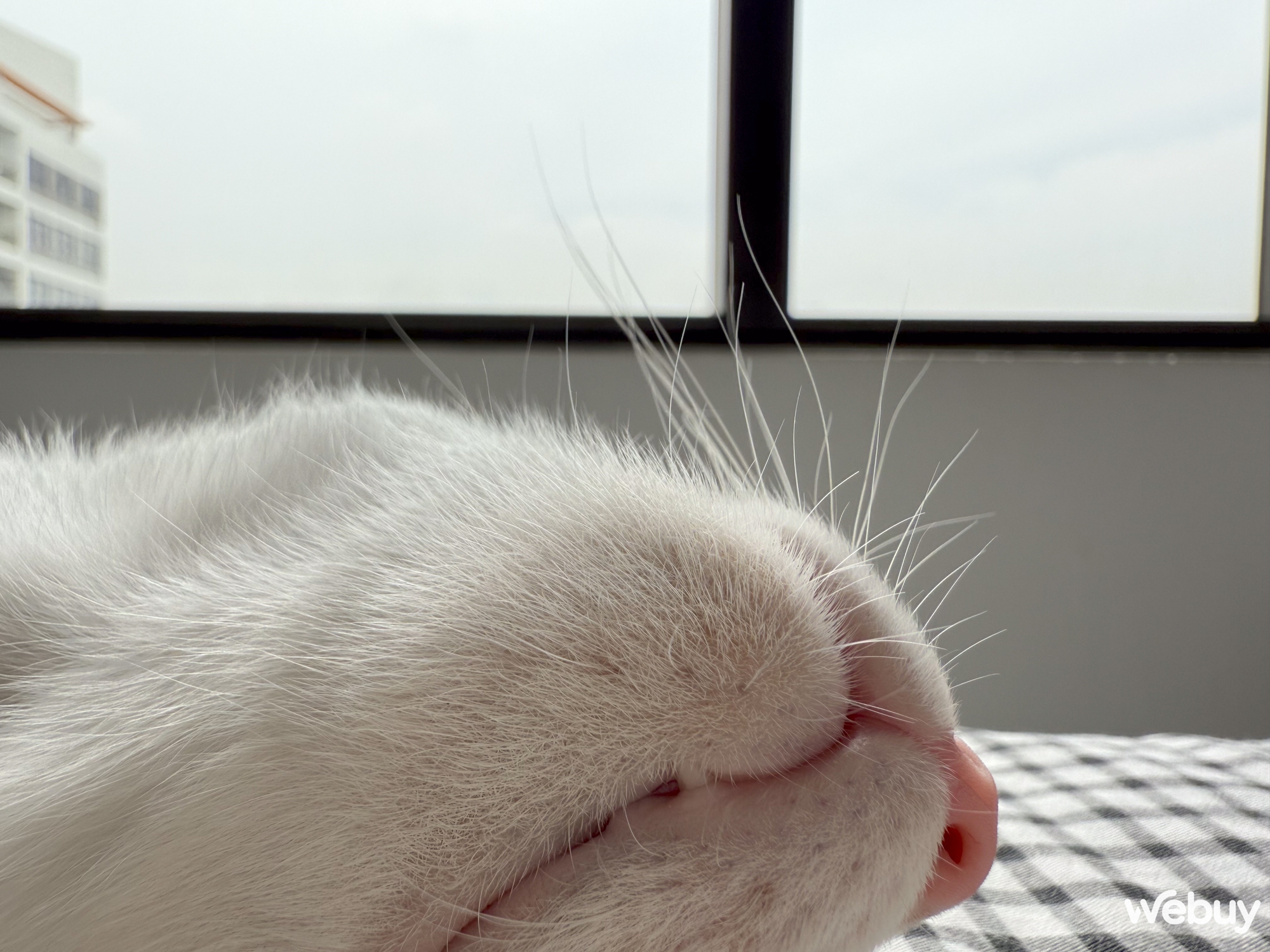 "Camera iPhone 16 Pro Max chẳng kh&aacute;c đời trước", thực tế sử dụng ra sao?- Ảnh 20.