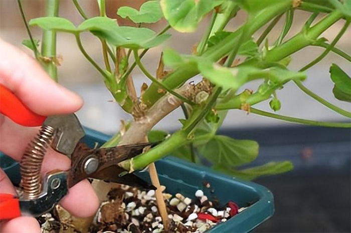 Gi&acirc;m c&agrave;nh 4 loại c&acirc;y n&agrave;y v&agrave;o m&ugrave;a thu đ&ocirc;ng, hoa sẽ sớm nở đẹp- Ảnh 3.
