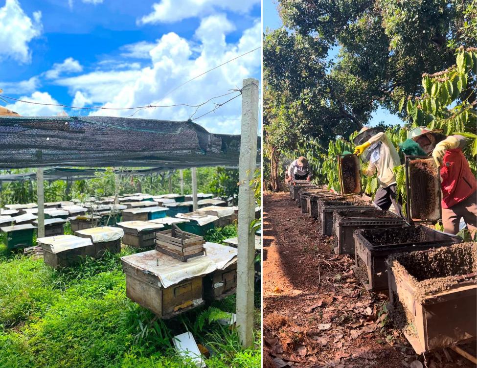 Bí quyết làm nên mật ong nguyên chất, đưa “bảo vật” của núi rừng Tây Nguyên đi khắp cả nước- Ảnh 2.