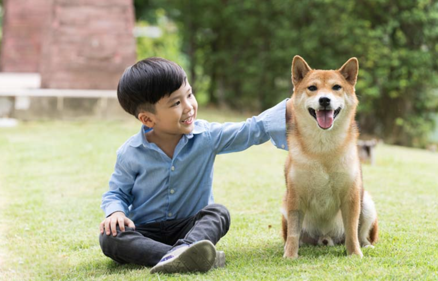 Để chó Golden đưa con đến trường, về nhà, cảnh tượng sau đó khiến người mẹ chết điếng người- Ảnh 4.