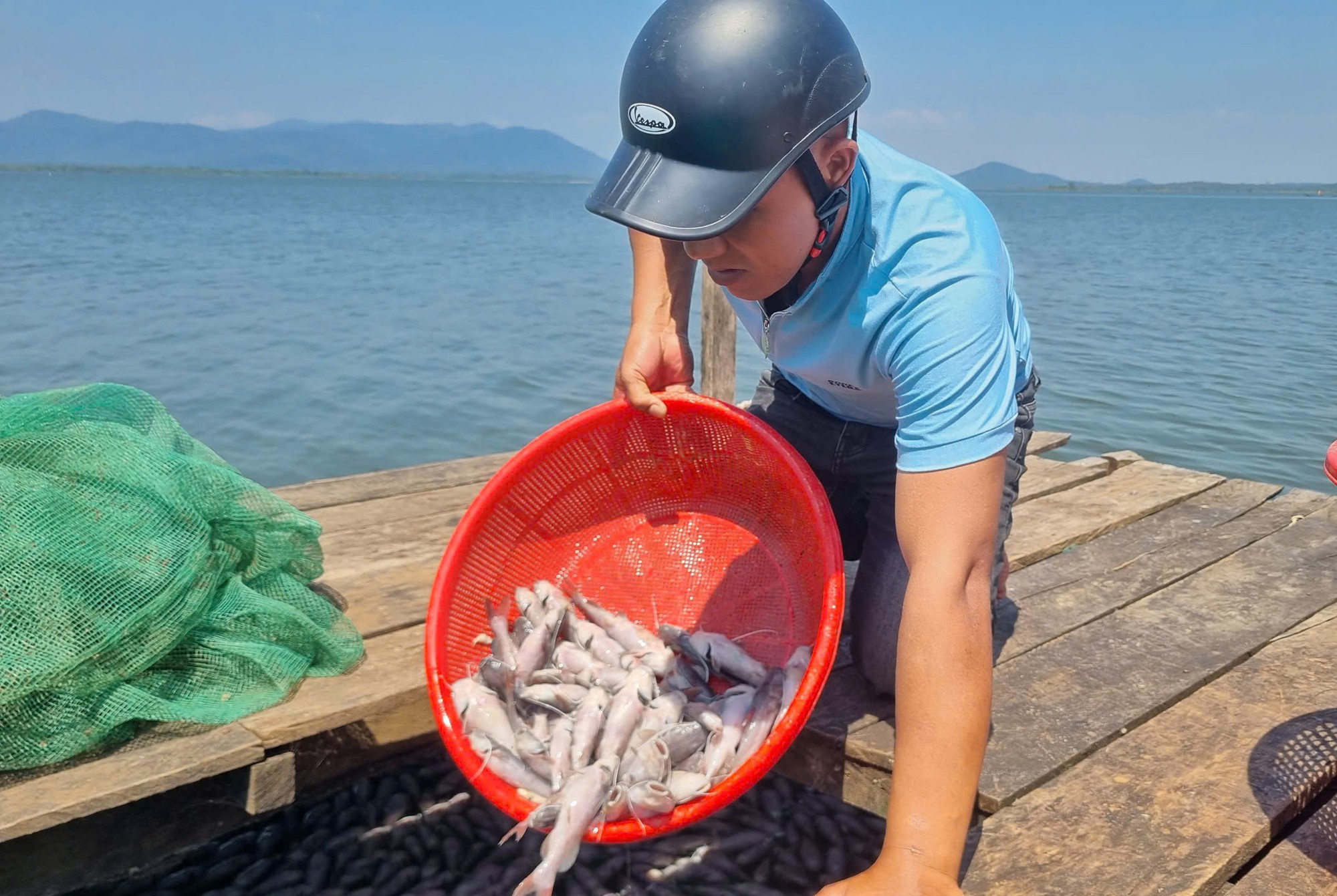 Bất thường cá nuôi trong hồ thủy lợi chết hàng loạt ở Gia Lai- Ảnh 3.