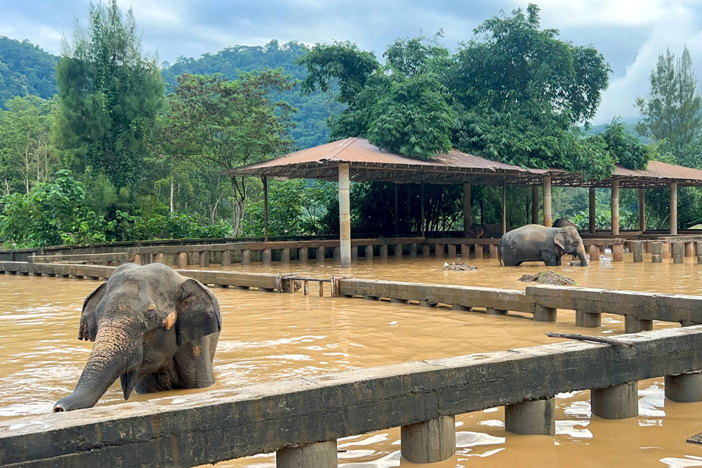 Ngập sâu tại Công viên Tự nhiên Voi ở tỉnh Chiang Mai - Thái Lan hôm 4-10. Ảnh: REUTERS