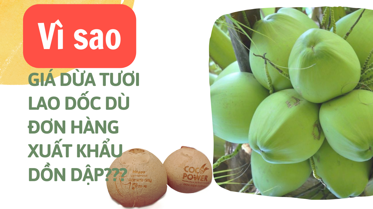 Giá dừa tươi giảm gần một nửa dù đơn hàng xuất khẩu dồn dập, vì sao?- Ảnh 1.