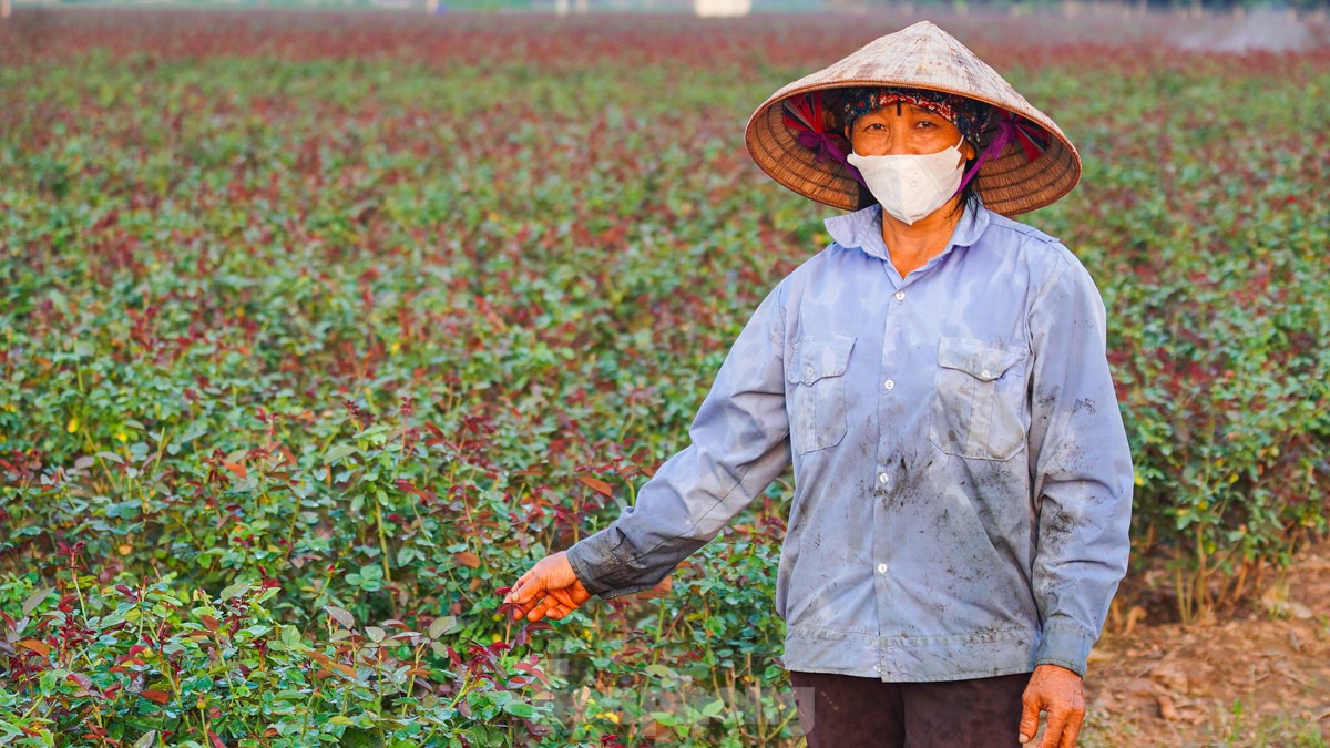 Nông dân làng hoa Mê Linh mất mùa 20/10, 'mót' từng bông hồng để bán- Ảnh 4.