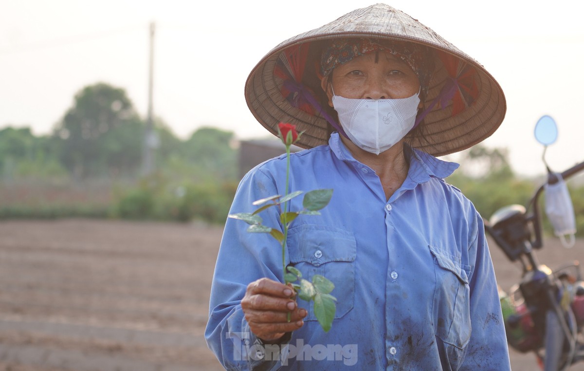 Nông dân làng hoa Mê Linh mất mùa 20/10, 'mót' từng bông hồng để bán- Ảnh 6.