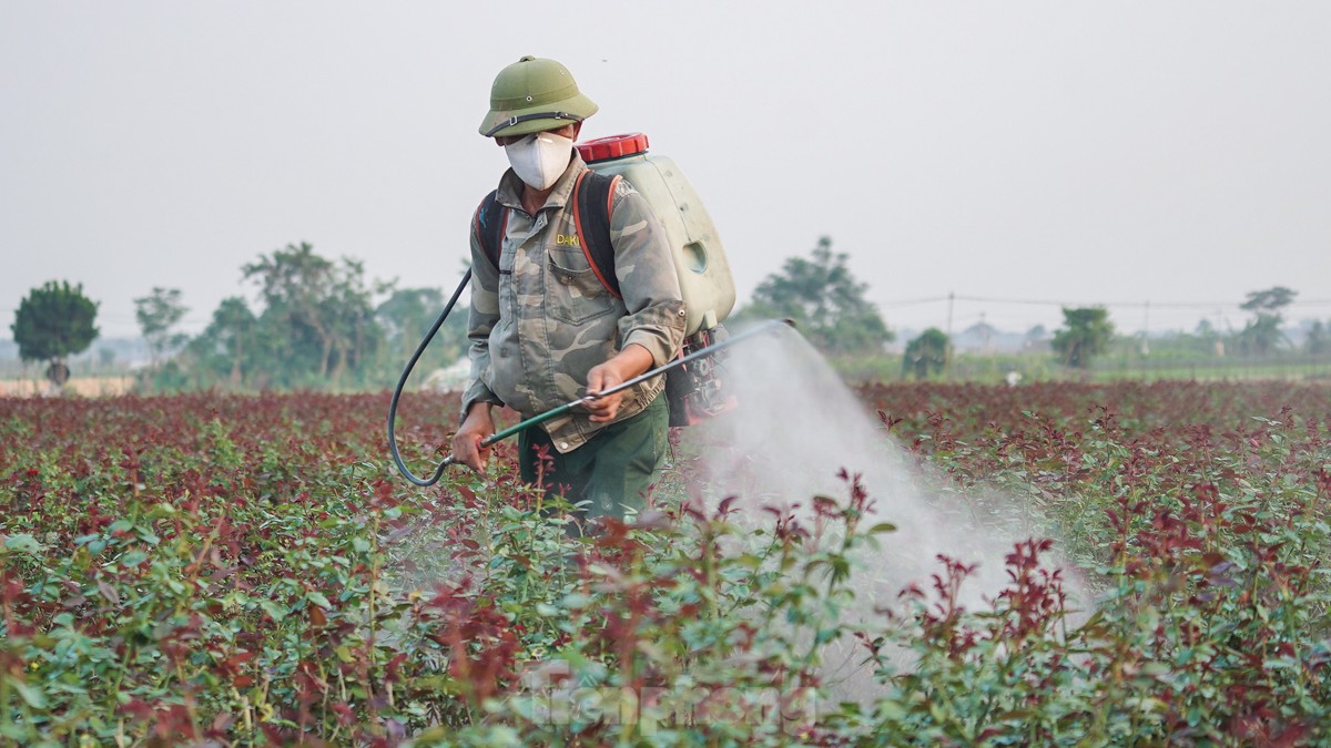 Nông dân làng hoa Mê Linh mất mùa 20/10, 'mót' từng bông hồng để bán- Ảnh 2.