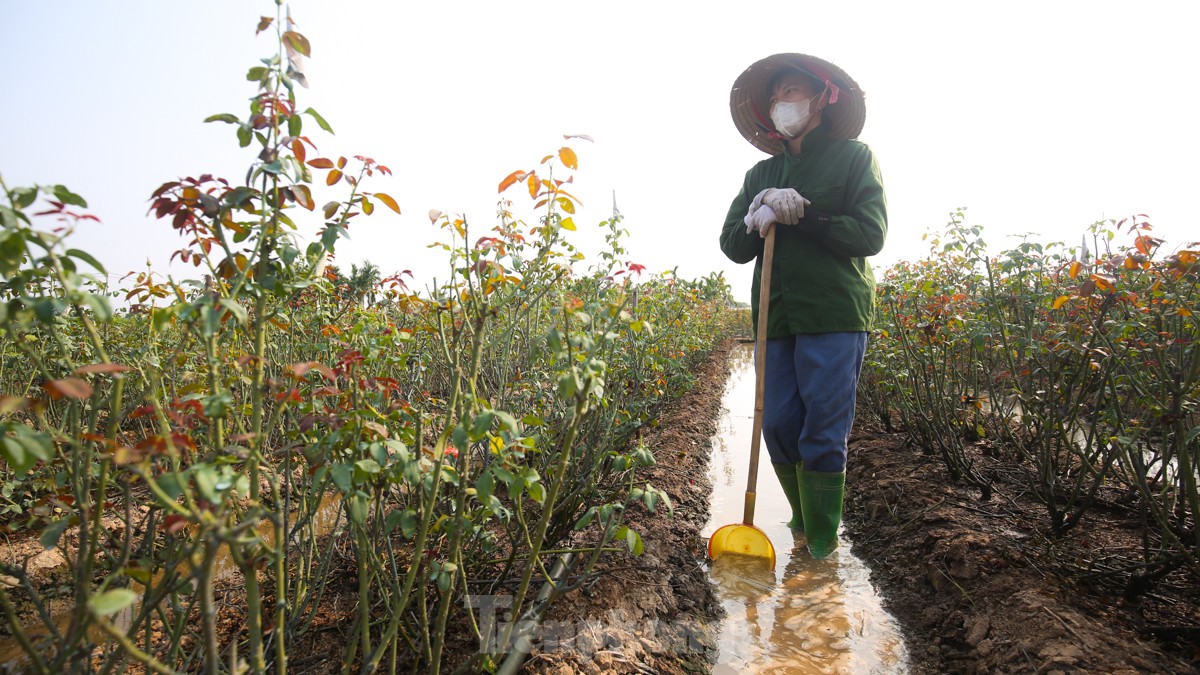 Nông dân làng hoa Mê Linh mất mùa 20/10, 'mót' từng bông hồng để bán- Ảnh 11.