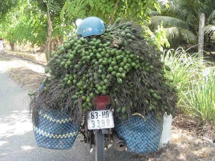 Trung Quốc lùng mua loại quả trồng quanh ngõ ở nước ta, làm ra sản phẩm giá hơn 3 triệu đồng/kg- Ảnh 5.