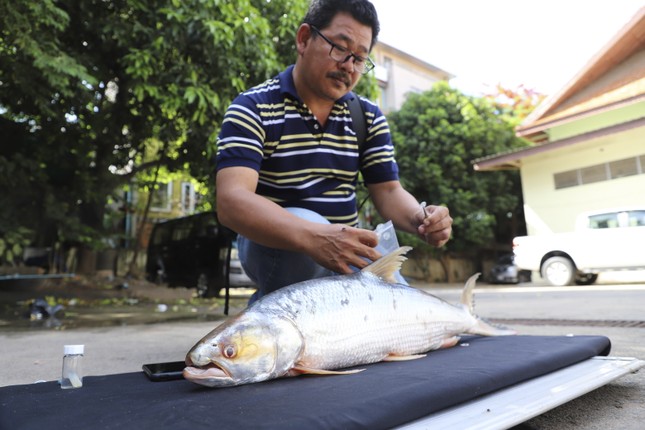 Tìm lại loài cá ‘ma’ khổng lồ trên sông Mekong- Ảnh 2.