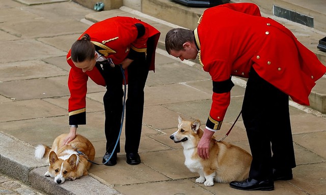 Nữ vương Elizabeth có một tuyệt chiêu dỗ yên những chú chó Corgi siêu ồn siêu quậy mà không phải ai cũng theo được- Ảnh 3.