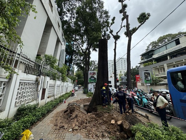 TPHCM khẩn trương ứng phó bão số 6 Trà Mi- Ảnh 1.