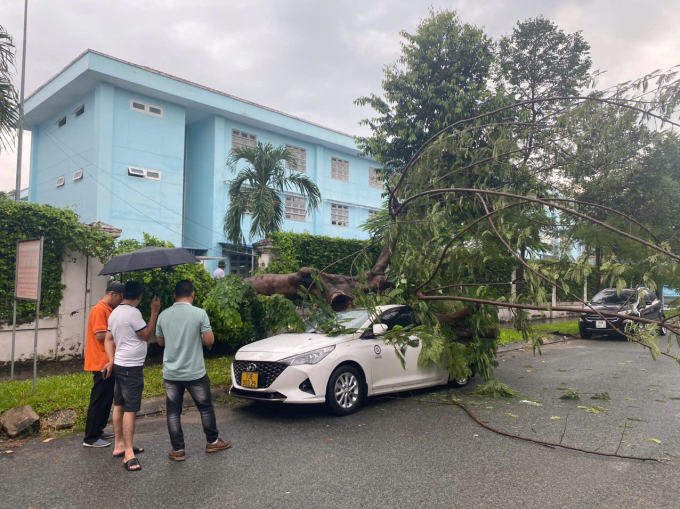 TP.HCM: Cây phượng trong sân trường bật gốc đè bẹp ô tô 5 chỗ- Ảnh 1.