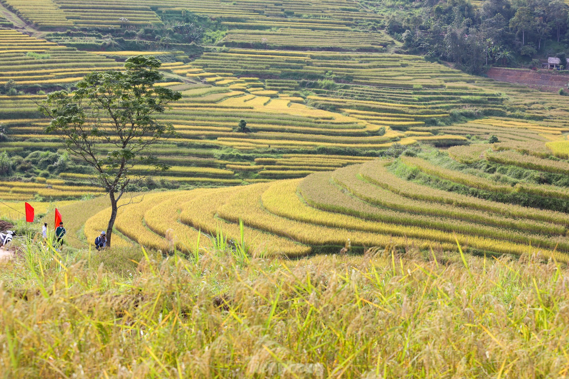 Những thửa ruộng bậc thang vàng óng ở Hòa Bình- Ảnh 6.