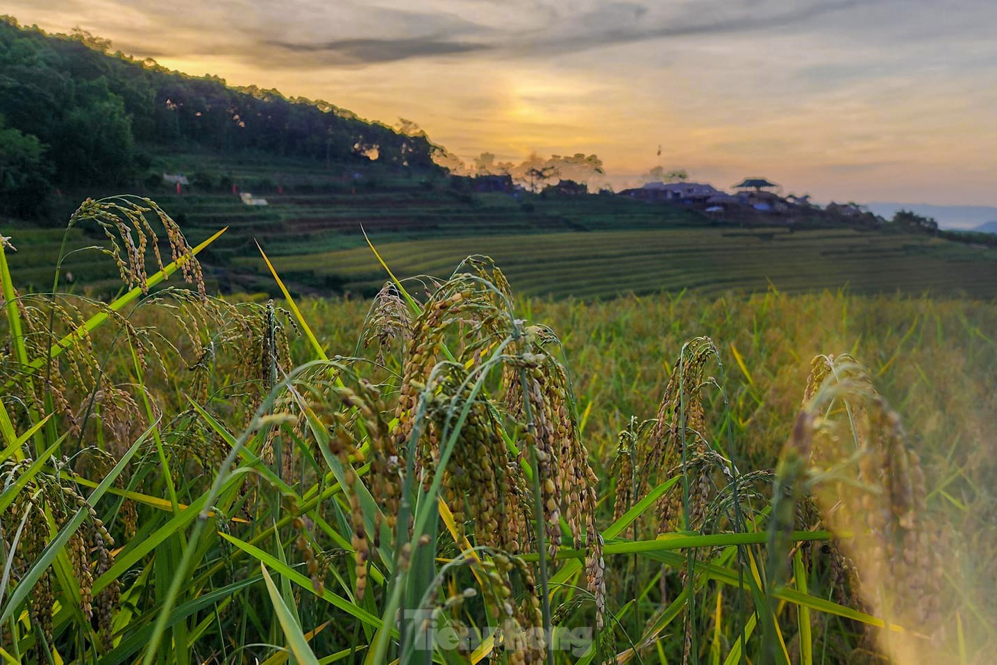 Những thửa ruộng bậc thang vàng óng ở Hòa Bình- Ảnh 7.