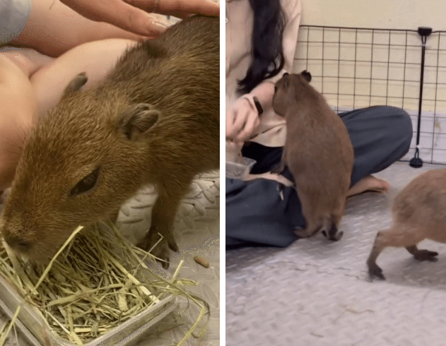 Capybara xuất hiện tại Hà Nội: Có người đi 3 lần mới được vào gặp "thần tượng", 25 phút vuốt ve quá ngắn ngủi so với số tiền bỏ ra?- Ảnh 2.