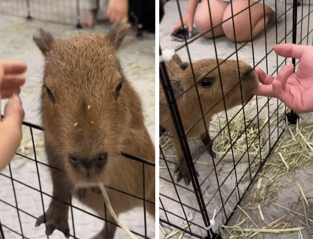 Capybara xuất hiện tại Hà Nội: Có người đi 3 lần mới được vào gặp "thần tượng", 25 phút vuốt ve quá ngắn ngủi so với số tiền bỏ ra?- Ảnh 5.