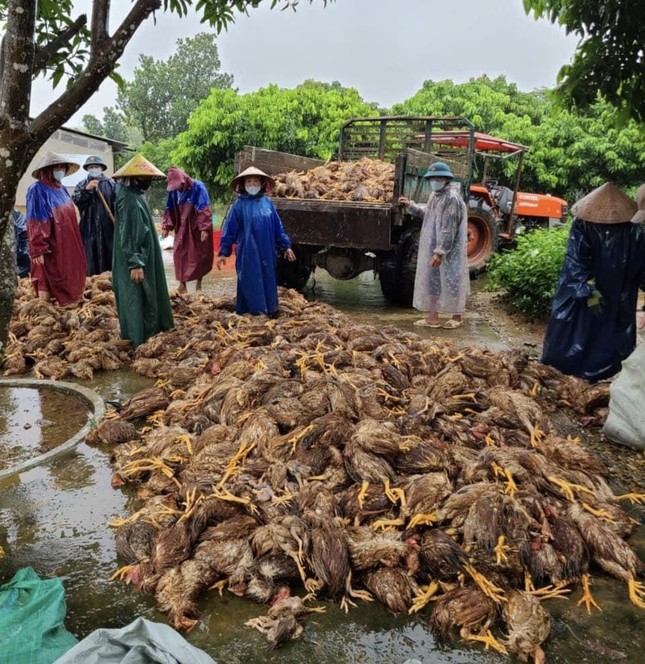 Quảng Bình: Sau đêm lũ, đàn gà 6.000 con chỉ còn vài con thoi thóp- Ảnh 2.