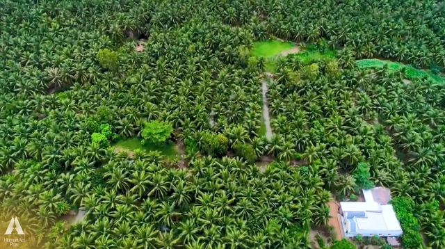 Những trái dừa "kỳ lạ" ở Trà Vinh và sự ra đời của loại đồ uống khiến khách Mỹ say mê- Ảnh 2.