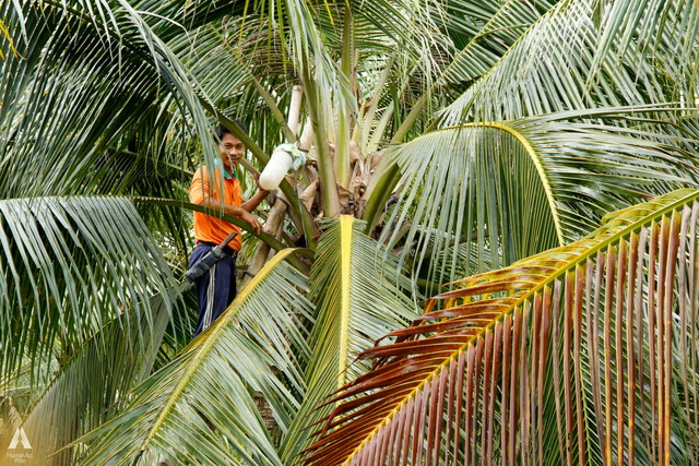 Những trái dừa "kỳ lạ" ở Trà Vinh và sự ra đời của loại đồ uống khiến khách Mỹ say mê- Ảnh 3.