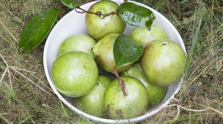 Cách chọn vú sữa ngon chỉ qua vài dấu hiệu đơn giản- Ảnh 3.