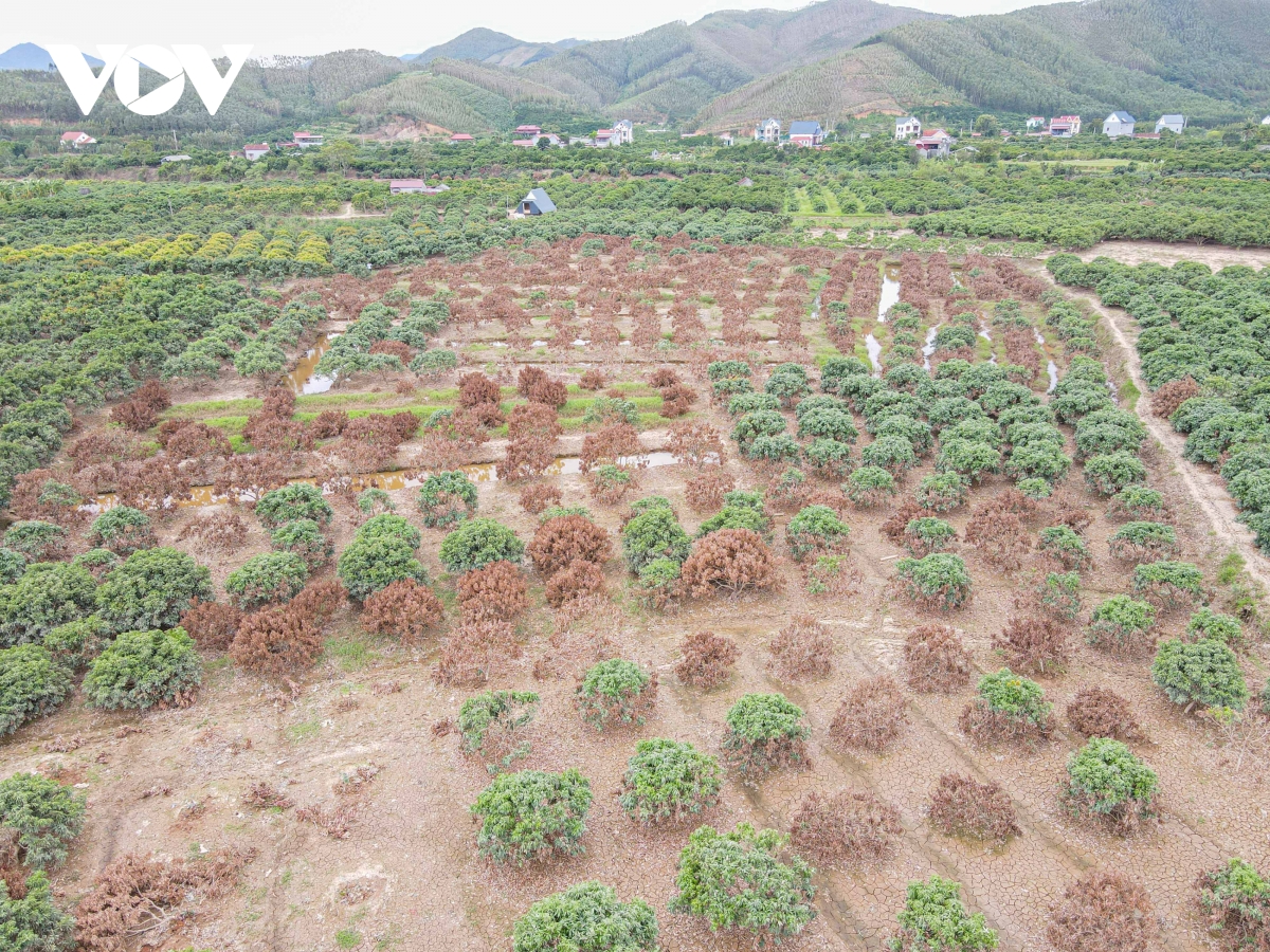 Cây ăn quả chết hàng loạt sau bão lũ, nông dân Lục Ngạn (Bắc Giang) điêu đứng- Ảnh 1.