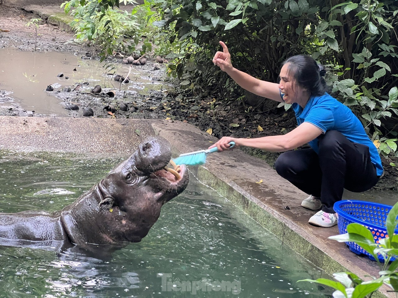 Đến nơi 'làm nail' cho voi, đánh răng cho hà mã- Ảnh 6.