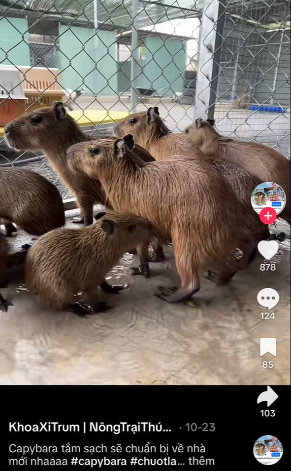 Hóa ra sự dễ thương của capybara không hề rẻ, gần 200 triệu 1 con chưa kể chi phí nuôi?- Ảnh 8.