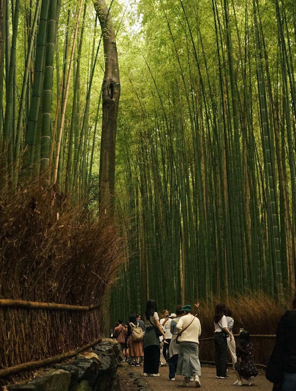 'Đội quân' trai đẹp kéo xe tham quan rừng tre ở Kyoto khiến du khách thẫn thờ: Khung cảnh sao mà mê quá!- Ảnh 10.