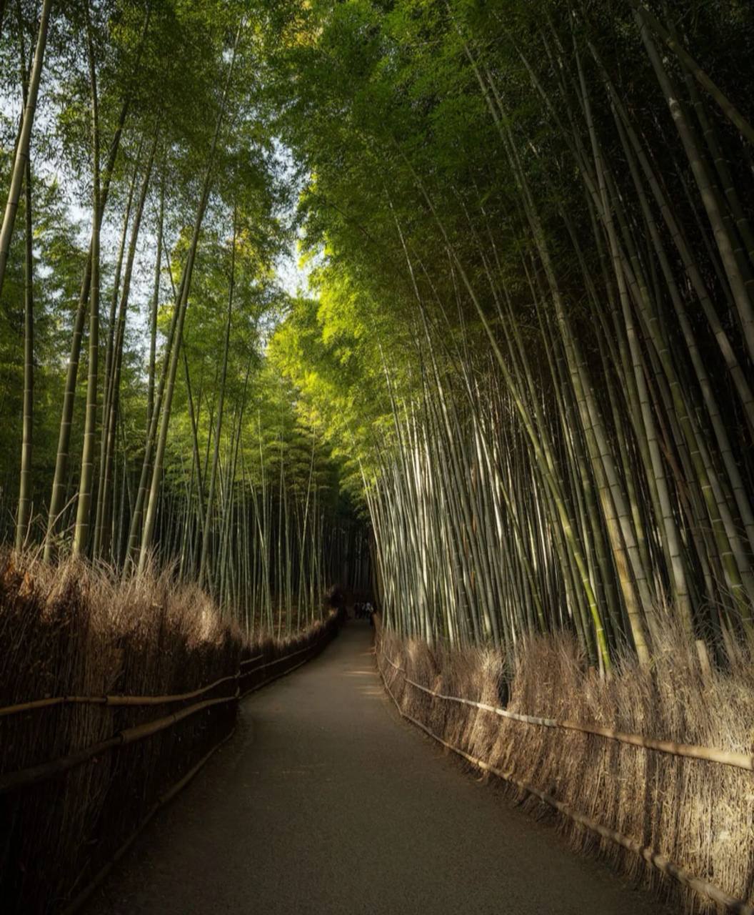 'Đội quân' trai đẹp kéo xe tham quan rừng tre ở Kyoto khiến du khách thẫn thờ: Khung cảnh sao mà mê quá!- Ảnh 9.