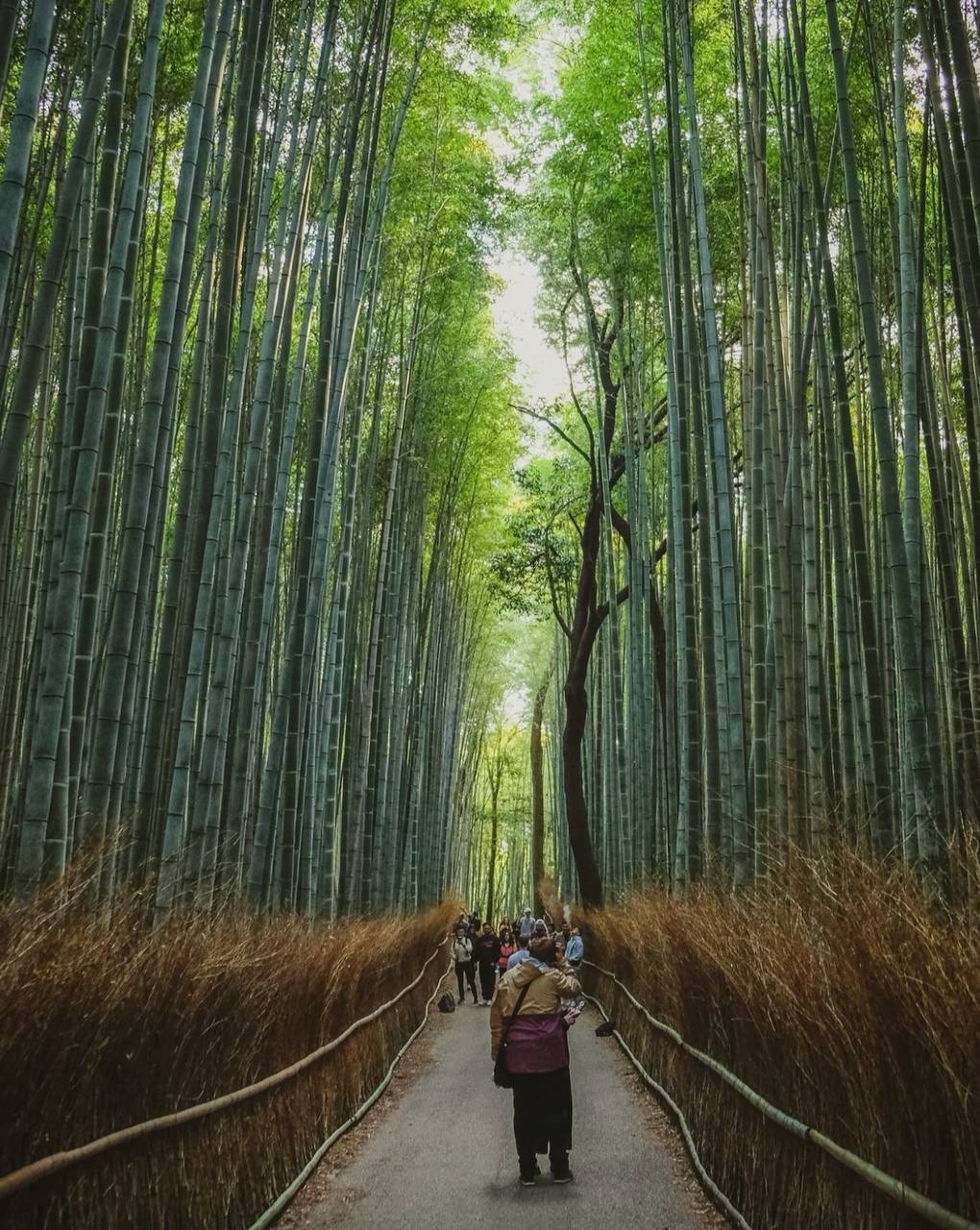 'Đội quân' trai đẹp kéo xe tham quan rừng tre ở Kyoto khiến du khách thẫn thờ: Khung cảnh sao mà mê quá!- Ảnh 8.