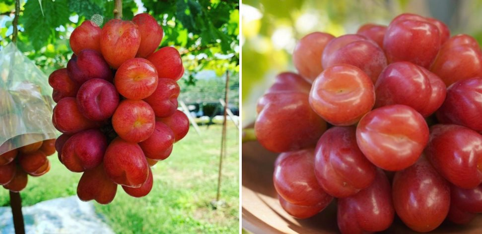 Quả "qu&yacute; tộc" tr&agrave;n ngập chợ Việt, gi&aacute; b&aacute;n mới l&agrave; điều g&acirc;y bất ngờ, nghe xong "đứng h&igrave;nh mất 5 gi&acirc;y"- Ảnh 5.