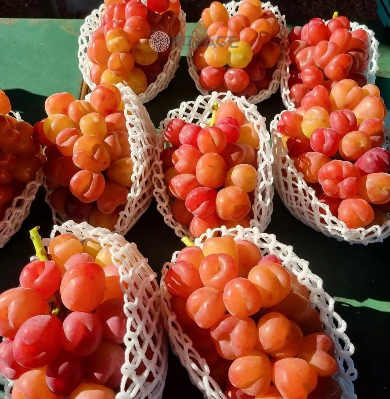 Quả "qu&yacute; tộc" tr&agrave;n ngập chợ Việt, gi&aacute; b&aacute;n mới l&agrave; điều g&acirc;y bất ngờ, nghe xong "đứng h&igrave;nh mất 5 gi&acirc;y"- Ảnh 1.