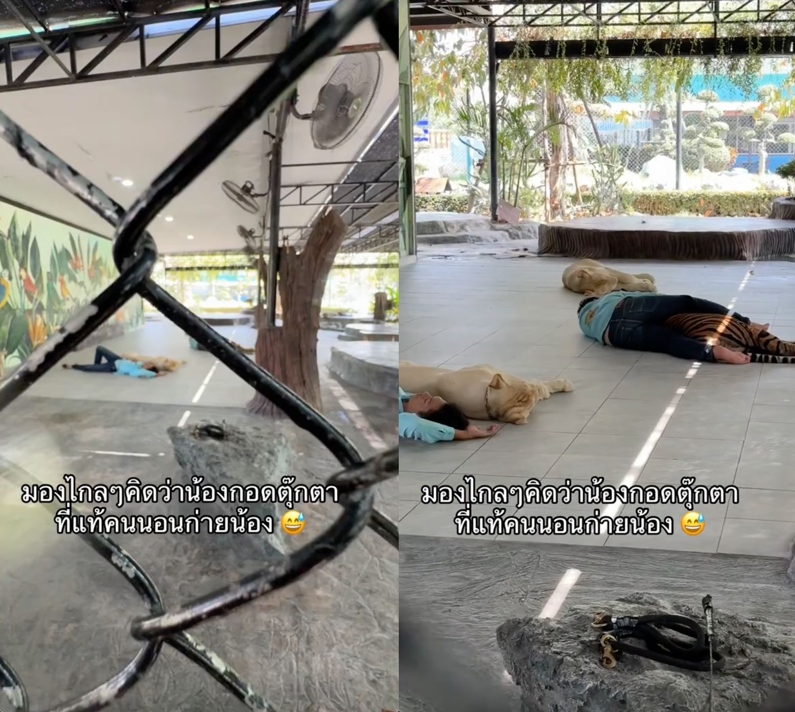 Hình ảnh 2 người đàn ông nằm bất động trong chuồng hổ khiến nhiều người lo lắng, nghe lý do mới bất ngờ- Ảnh 1.