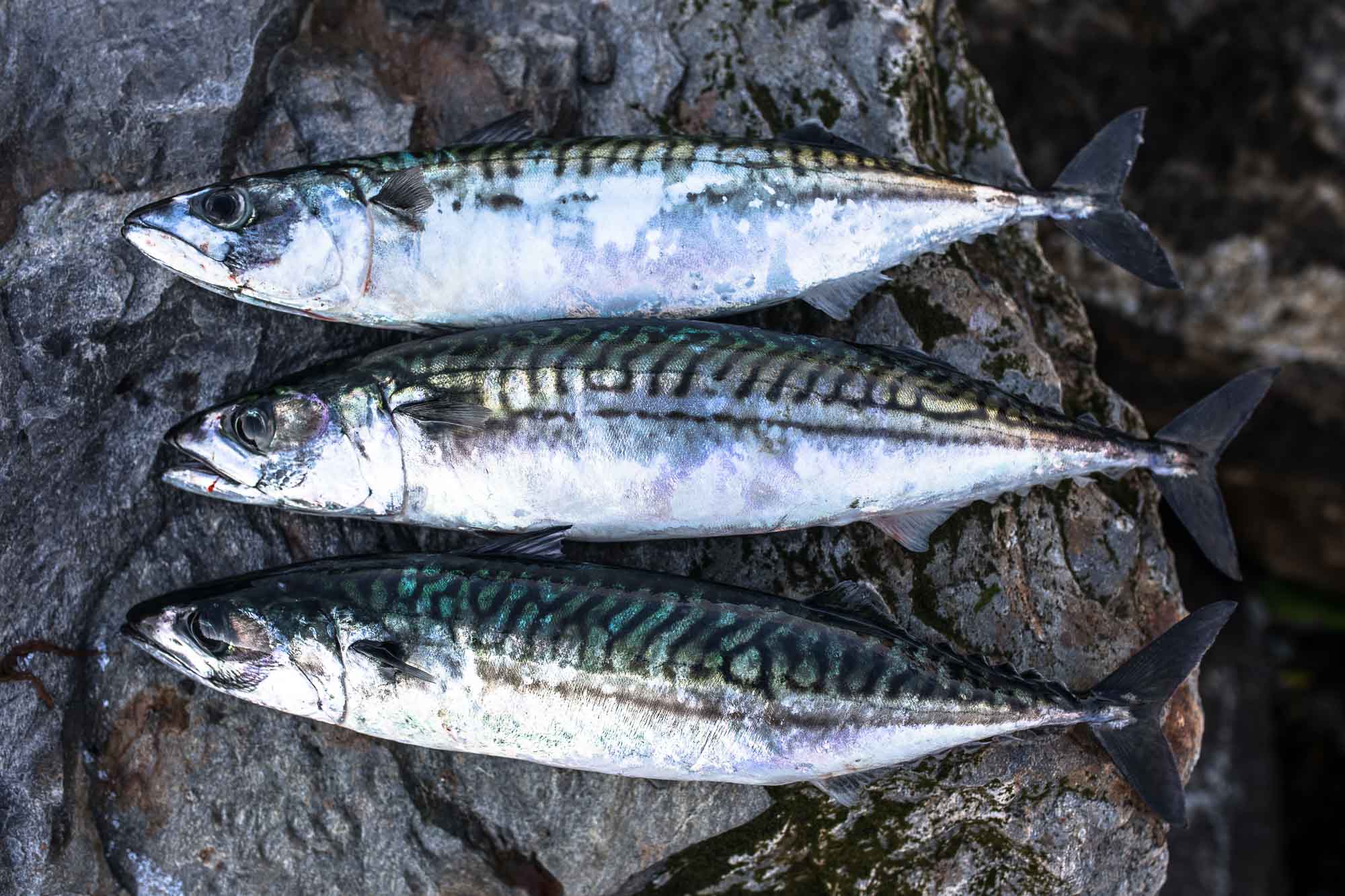 Không phải cá hồi, đây mới là loại cá giàu omega 3 bậc nhất, bổ tim mạch, chắc khỏe xương: Việt Nam có nhiều- Ảnh 1. Không phải cá hồi, đây mới là loại cá giàu omega 3 bậc nhất, bổ tim mạch, chắc khỏe xương: Việt Nam có nhiều- Ảnh 1.