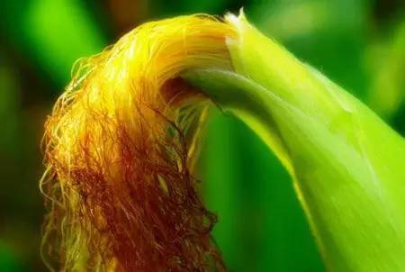 Thứ màu vàng óng thường bị vứt bỏ, ai ngờ Thứ màu vàng óng thường bị vứt bỏ, ai ngờ