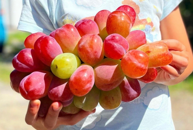 Quả "qu&yacute; tộc" tr&agrave;n ngập chợ Việt, gi&aacute; b&aacute;n mới l&agrave; điều g&acirc;y bất ngờ, nghe xong "đứng h&igrave;nh mất 5 gi&acirc;y"- Ảnh 4.