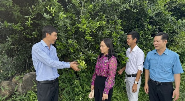 Anh n&ocirc;ng d&acirc;n kiếm 5 tỷ đồng nhờ "bẻ l&aacute;i" trồng thứ c&acirc;y độc lạ qu&yacute; như v&agrave;ng- Ảnh 1.