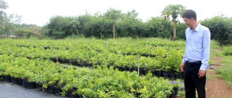 Anh n&ocirc;ng d&acirc;n kiếm 5 tỷ đồng nhờ "bẻ l&aacute;i" trồng thứ c&acirc;y độc lạ qu&yacute; như v&agrave;ng- Ảnh 2.